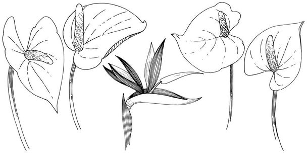 Τροπικό λουλούδι σε ένα στυλ διάνυσμα. Απομονωμένη εικονογράφηση στοιχείο. Διάνυσμα λουλούδι για φόντο, υφή, μοτίβο περιτύλιγμα, πλαίσιο ή στα σύνορα. - Διάνυσμα, εικόνα