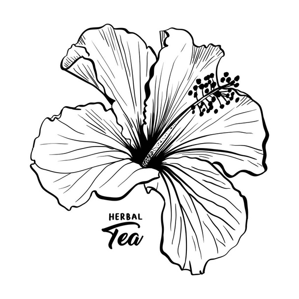 ハワイのハイビスカスの香り花やアオイ科の植物 Chenese ローズ。黒と白の植物や花びらを持つ隔離された植物工場。熱帯カルカデまたは買うハーブティーはクリムゾン フローラです。花と自然をテーマ. - ベクター画像