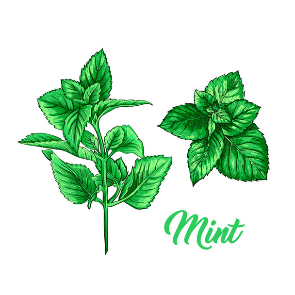Vihreän rahapajan sarja. Tea Herb teema. Eristetty käsin maalattu realistinen piirustus Piparminttu tai Spearmint kasvitieteen kasvi. Kasviperäisten lääkkeiden ja aromaterapia suunnittelu valkoisella taustalla
 - Vektori, kuva