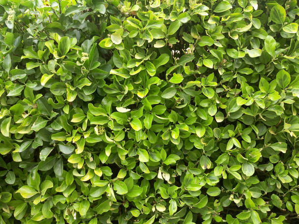 Цветочные клумбы со свежими зелеными растениями
 - Фото, изображение