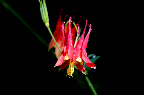 Punainen Columbine kukkia mustalla taustalla
 - Valokuva, kuva