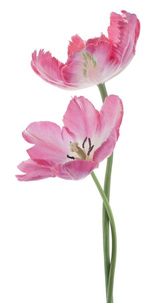 tulip - Фото, изображение