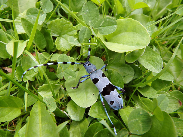 Rosalia longicorn (Rosalia alpina),Alpine longhorn beetle - Photo, Image
