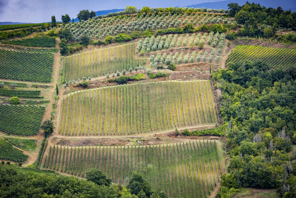 キャンティの丘のブドウ畑を持つ。シエナとフィレンツェの間トスカーナの風景。イタリア - 写真・画像