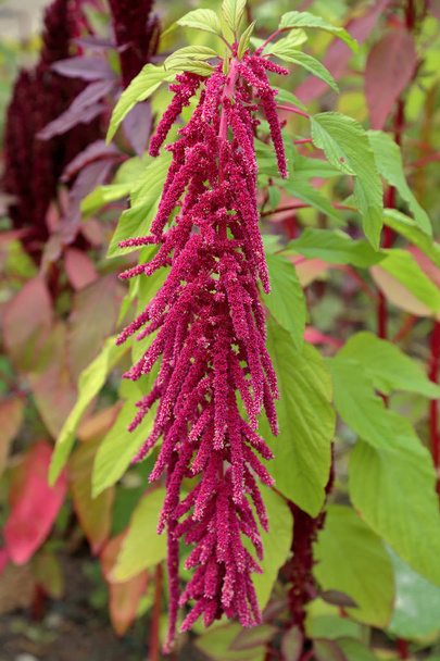 Flowering of the beautiful Purple Amaranthus in the city park - Photo, Image