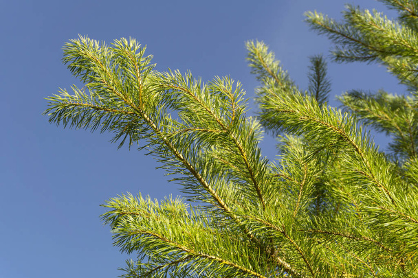 ramos de pinheiros verdes animados com agulhas longas contra o céu azul
 - Foto, Imagem