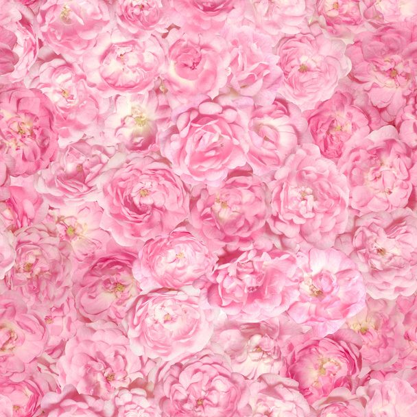 wiederholbares Muster von über 40 verschiedenen rosafarbenen Rosenknospen, von denen jede einzeln fotografiert wurde - Foto, Bild