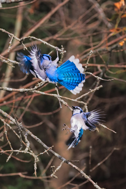 Dwa Blue Jays walczą orzeszek ziemny jesienią sezonu, gdzie źródła żywności są trudniejsze do znalezienia niż lato - Zdjęcie, obraz