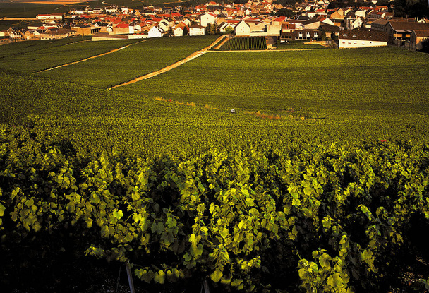 View of french vineyards in Verzenay - 写真・画像