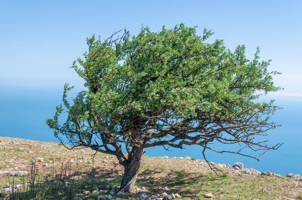 old pear tree on the mountain Ilyas-Kaya against the background of the sky and the sea on a summer day, Crimea Ukraine - Photo, Image