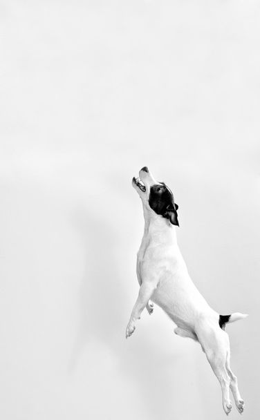 Full-length jack russell terrier in jump. Black and white - Foto, immagini