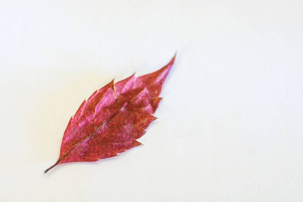 Bright Burgundy leaf on grey background. Close-up shot. - Photo, Image