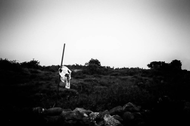 Tierschädel in einer trostlosen Landschaft in Schwarz-Weiß - Foto, Bild