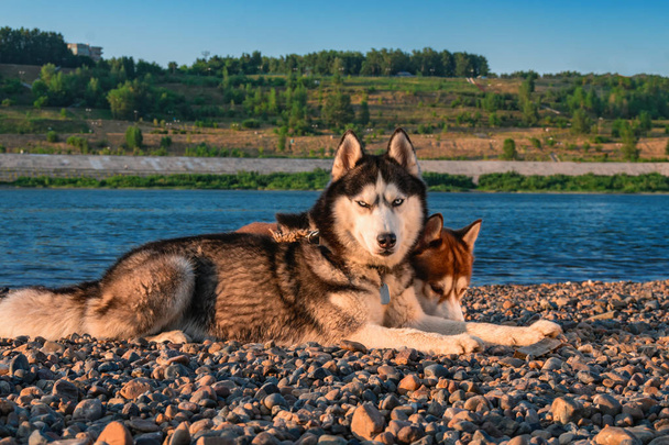 Two dogs lie on the beach on a Sunny evening. Portrait of Siberian husky dogs. - Фото, изображение