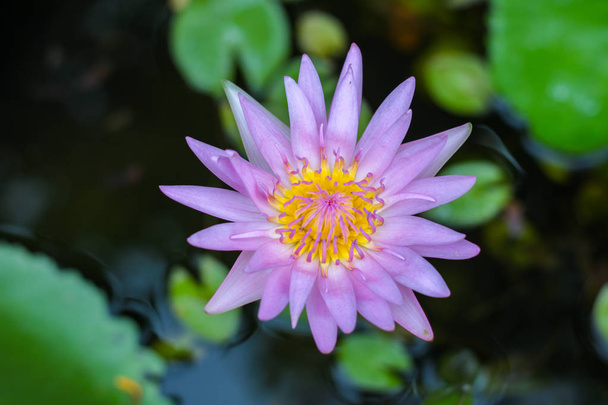 розовая водяная лилия в пруду, лотос, закрывай
 - Фото, изображение