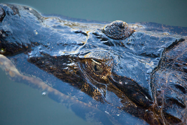 A Pantanal Yacare Caiman (Caiman yacare) patiently waits for the next meal.  Brazil, South America. - Photo, Image