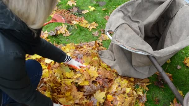 closeup woman hands gloves load tree leaves bag. autumn works - Footage, Video
