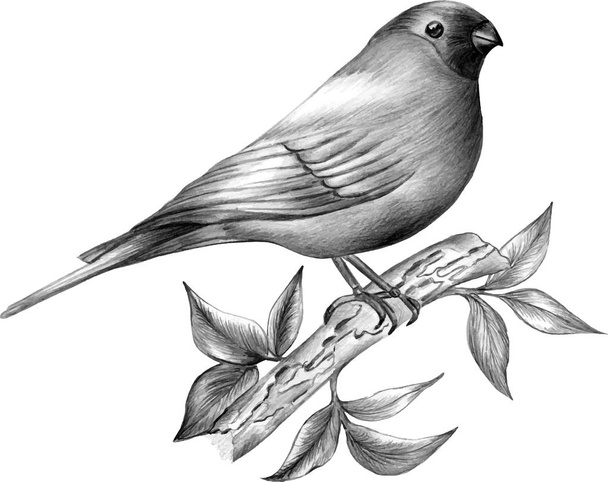 鳥と花束はモノクロ。直線の描画、インク描画. - ベクター画像