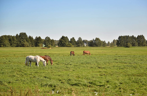 Кілька коней у пасовищі біля ферми їдять траву
 - Фото, зображення