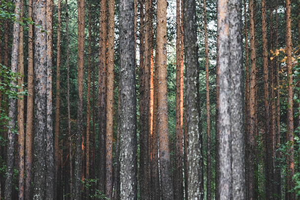 Coniferous trunks forest texture at sunset - Photo, Image