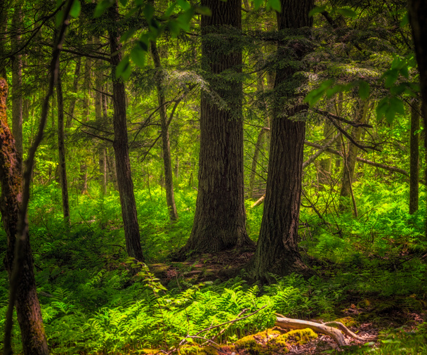 Paljon saniaista aluskasvillisuutena metsässä kesällä. Yleinen vihreä väri on erittäin rauhoittava ja rentouttava
 - Valokuva, kuva