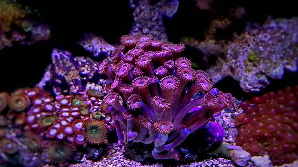 Polype de zoanthus coloré aquaculturé dans un aquarium récifal
 - Photo, image