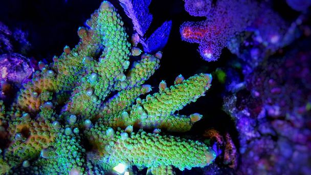 Acropora krátké polyp barevné korálové izolované podvodní natáčení - Fotografie, Obrázek