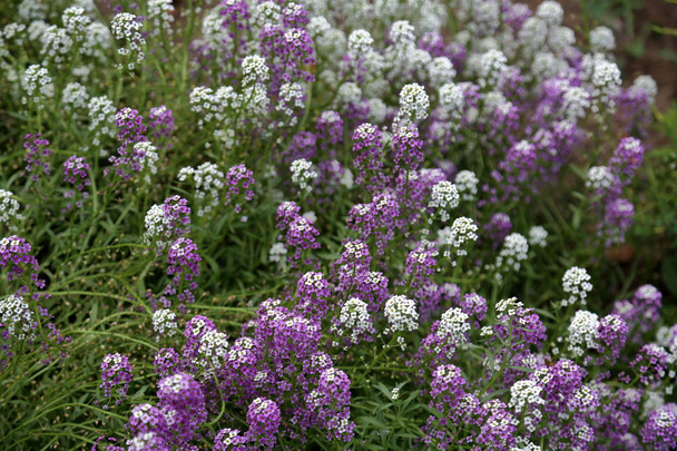 Florecimiento de la hermosa Lobularia blanca y púrpura en el parque de la ciudad
 - Foto, imagen