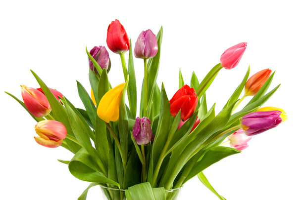 Dutch tulips in glass vase - 写真・画像