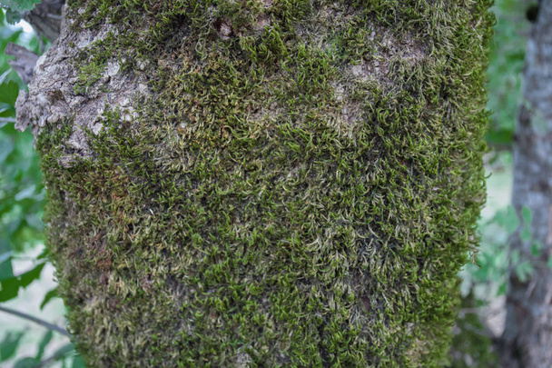 tree with moss on roots in a green forest or moss on tree trunk. Tree bark with green moss. Azerbaijan nature. Selective focus. - Photo, Image