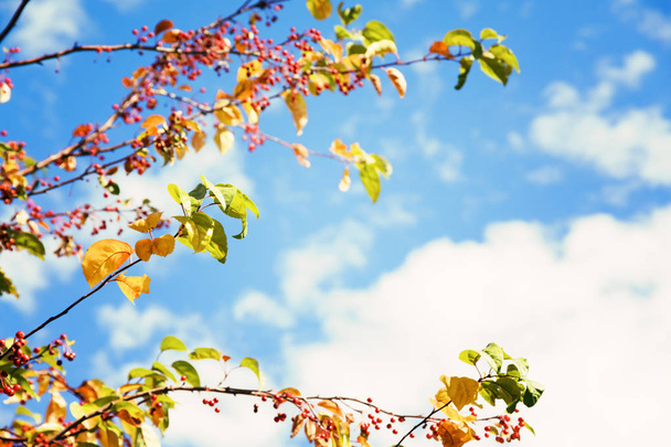 Colorful autumn leaves over blue sky  - Φωτογραφία, εικόνα
