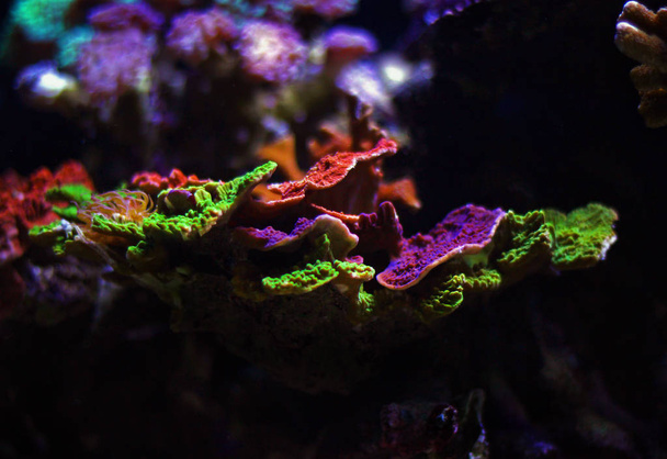 Montipora SPS colorful coral in saltwater aquarium  - Photo, Image