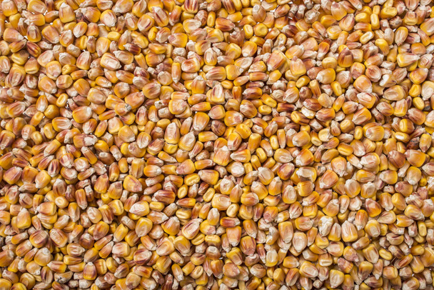 corn grain close-up - Photo, image