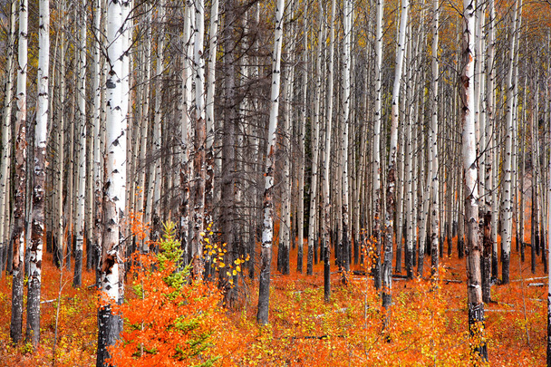 Színes Aspen fák ősszel - Fotó, kép
