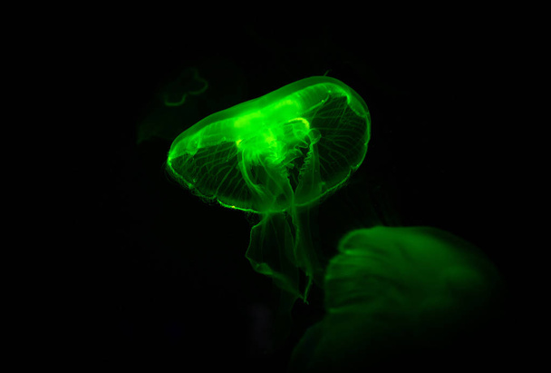 Low key jellyfish sea saltwater tank aquarium  - Φωτογραφία, εικόνα