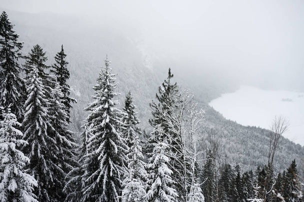 Scenic view with pine forest of the Bavarian Alps in winter. Snowy day in the mountains. Bavaria, Germany - Foto, Imagem