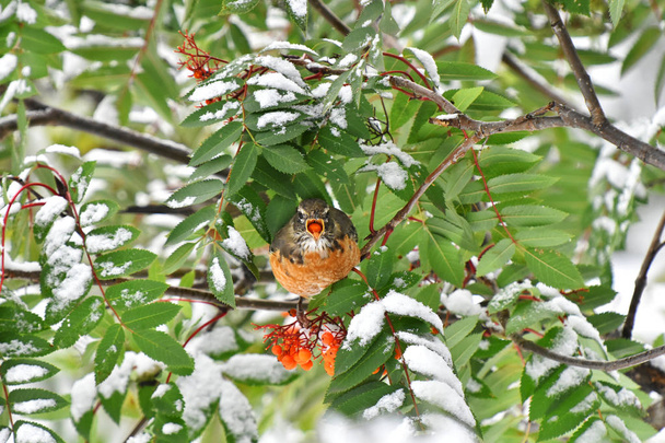 Μια εικόνα ενός πουλιού πορτοκαλί robin κατανάλωση μιας μούρο κόκκινο rowan το χειμώνα.  - Φωτογραφία, εικόνα