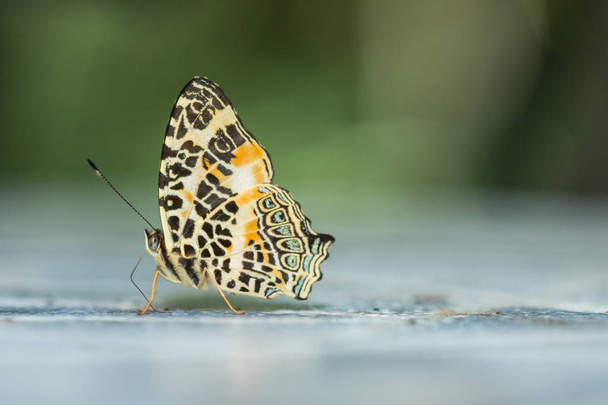 サバ州、ボルネオ島で美しい蝶のマクロ画像 - 写真・画像