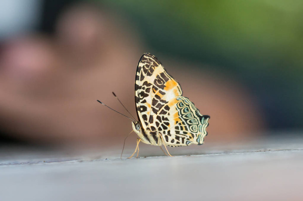 Macro Immagine della bellissima Farfalla a Sabah, Borneo
 - Foto, immagini