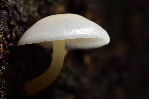Cogumelos brancos são encontrados em árvores de manga com umidade. No campo da Tailândia é chamado de cogumelos de manga
. - Foto, Imagem