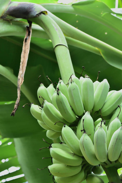 Wachstum von Bananen im botanischen Garten. Im botanischen Garten gibt es viele Arten von Genetik. sowohl essbar als auch ungenießbar. Bananen sind auch ein botanischer Garten. Es ist eine Frucht, die viele Vorteile hat. findet man in jedem Terrain. - Foto, Bild