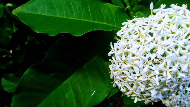 İğne aile Rubiaceae.The çiçekler de Funda çeşitli renkler, besin değeri birleşimiyle oluşan var. Tayland'da bir kutsal ağacı olduğuna inanılıyor. Öğretmeni ritüel teklifleri yapmak için kullanılan. - Fotoğraf, Görsel