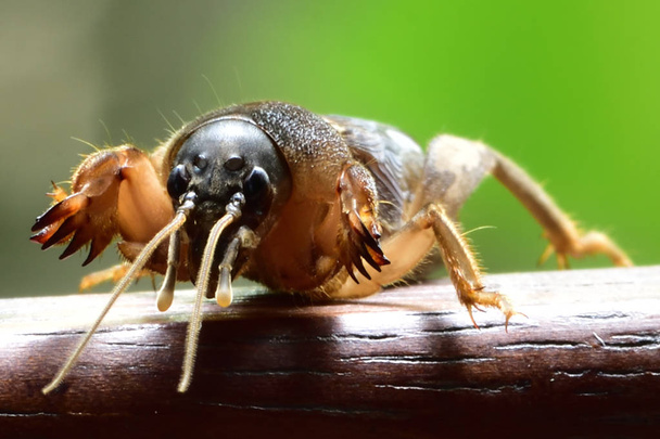 Крот сверчки, летающие насекомые в Таиланде. Жить в подвале с большой рукой, чтобы выкопать почву. Это белок.
. - Фото, изображение