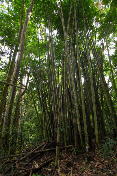 grüner Bambuswald (weicher Fokus) - Foto, Bild