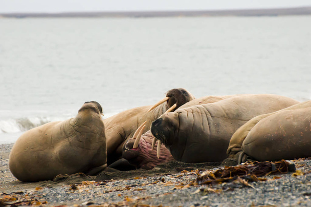 Família Walrus - Svalbard - Noruega
 - Foto, Imagem