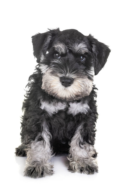 filhote de cachorro schnauzer miniatura na frente de fundo branco - Foto, Imagem