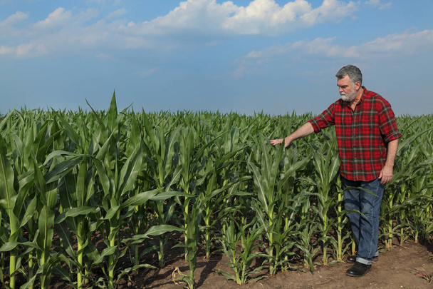 Farmer or agronomist examining quality of corn plant field with tablet in hand - Photo, image