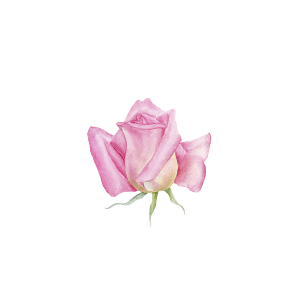 Акварельная роза рассматривается со стороны изолированы на белом фоне. Ручной рисунок
 - Фото, изображение