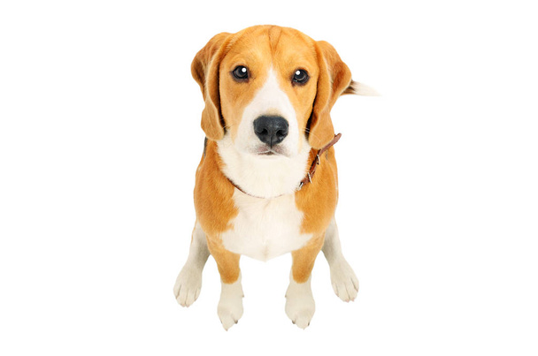 Portrait of a cute Beagle dog, top view, isolated on white background - Valokuva, kuva