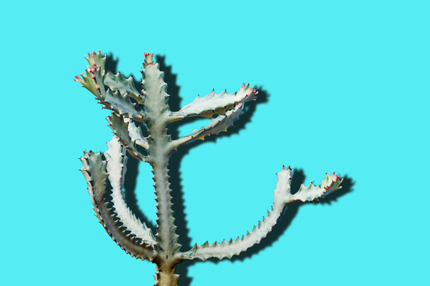 Green and white cactus on a bright blue background - Photo, Image